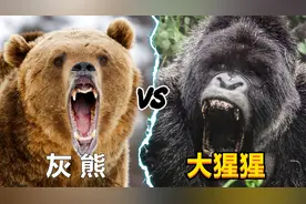 大猩猩vs灰熊，谁的战斗力更强？视频封面