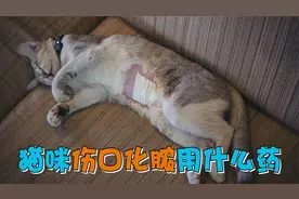 猫咪伤口化脓用什么药视频封面