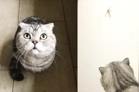 儿童节收到的礼物，遇到这种蜘蛛不要打，它们能吃蟑螂和苍蝇