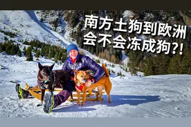 南方土狗在欧洲玩雪会怕冷吗？雪地里狗狗们四轮驱动也太可爱了！视频封面