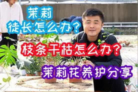 茉莉徒长怎么办？枝条干枯怎么办？茉莉花养护分享。视频封面