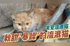 救助巷子里暴躁流浪猫,脾气很大还挑食,帮它治疗还咬伤人,怎么办视频封面