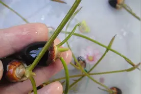 这种碗莲生长太快了，用这种方法水培栽种，叶片可以把盆盖满视频封面