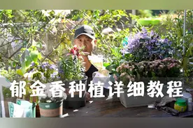 郁金香种植详细教程，手把手，教你正确种植郁金香视频封面