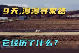 狗狗从寄养家庭逃离，20公里它走了9天，漫漫寻家路只为见主人视频封面