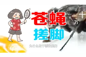 为什么苍蝇喜欢搓脚，看完长知识了！视频封面