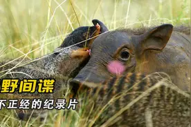十几只技师服务一只猪，动物间不只有猎杀，还有不可思议的友谊视频封面