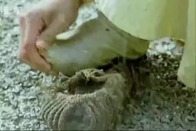 美女的袜子永远都是最香的视频封面