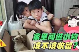 家里来了只流浪小狗，应该收留吗？这实在是太头疼了
