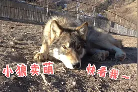 狼为啥要打洞？小狼刨个坑来满足自己，撒娇卖萌都把养狼人逗乐了
