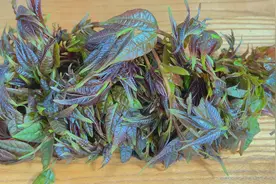 香椿焯水是严重错误，30年大厨教你正确做法，味道鲜美营养又解馋视频封面