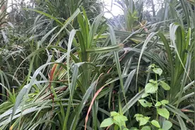 有人认识这种叶子吗？广东人常用来包粽子，叶身带刺，有独特清香视频封面