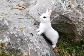 带兔兔出门，公园玩耍遛狗我遛兔，愉快的奔跑感受大自然视频封面