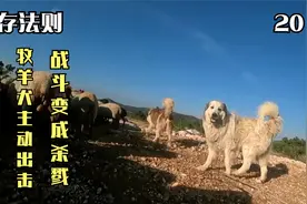 狼和狗到底谁厉害？野狼袭击家犬，体型和数量优势，才是取胜关键视频封面