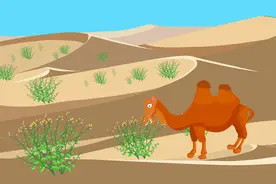 骆驼刺是防风沙的小能手，也是骆驼在沙漠中不可缺少的食物补给视频封面