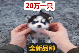 20万一只全新萌犬诞生，哈士奇与小型犬恋爱的后代视频封面