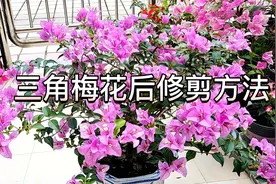 三角梅开完花以后要不要修剪？怎样修剪？这样做很快就能再次复花视频封面