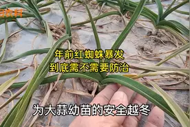 年前大蒜红蜘蛛暴发，叶片被害严重，需不需要防治视频封面