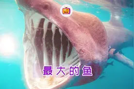 5种世界上最大的鱼排名