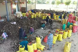 湖南祁东：槟榔芋丰收，畅销全国视频封面