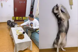 主人吃榴莲狗子好奇查看，闻到味道表情狰狞干呕不止：差点熏去世视频封面