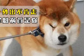 狗狗出门老是不肯走？其实罪魁祸首是你！视频封面
