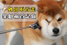狗狗出门老是不肯走？其实罪魁祸首是你！视频封面
