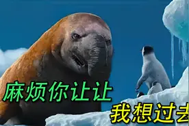 企鹅们到了绝境，也不放弃生存，他们想尽办法，破镜重生视频封面
