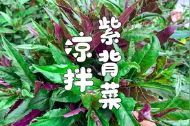 凉拌血皮菜，简单易做的开胃菜，好吃全在酱料