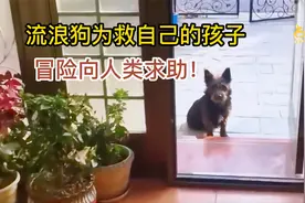 万物皆有灵，流浪狗为了救自己的孩子，冒险向人类求助！视频封面