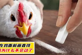 在鸡面前画一条直线，鸡为什么不会动了？动物也会被催眠？视频封面