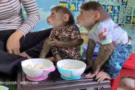 俩只猴子被女孩当做孩子饲养，给猴子吃牛奶泡水果，猴子舔干净碗视频封面