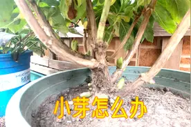 已经立冬了，绣球靠近根部长了很多新芽，这些芽要不要抹掉？视频封面