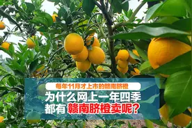 赣南脐橙11月才开始采摘，为什么网上一年四季都有赣南脐橙卖呢视频封面
