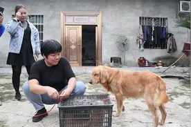 金毛母亲看见自己的幼崽被出售，伤心的留下了眼泪。视频封面