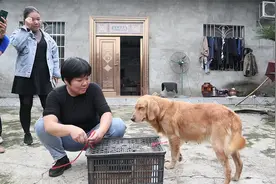 金毛母亲看见自己的幼崽被出售，伤心的留下了眼泪。视频封面