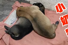 2只小奶狗叫个不停，狗妈妈也急得嘤嘤叫，第一次当妈不知所措视频封面