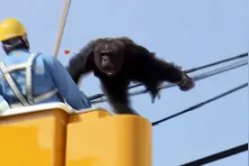 聪明大猩猩顺着高压线，逃出动物园，结果不小心被高压电击中视频封面