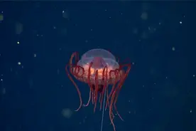 惊悚鬼故事：流过泪的眼睛更明亮，滴过血的心灵更坚强视频封面