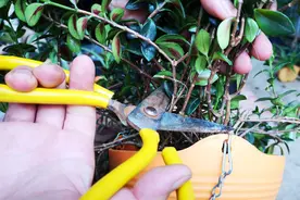 金鱼吊兰徒长了？舍得这样剪，后期它给你爆满盆