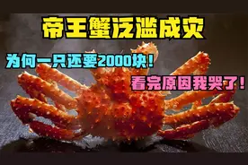 帝王蟹泛滥成灾，为何一只还要2000块！看完原因我哭了！视频封面