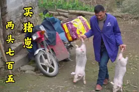 买了两头三十斤的猪崽，750算贵吗？一公一母还怪可爱视频封面
