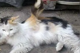 “长翅膀”的猫，称为“天使猫”，数量稀少的“变异”