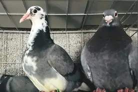 怎样正确区分鸽子的毛滴虫和念珠菌？农村大叔教你一招轻松搞定视频封面