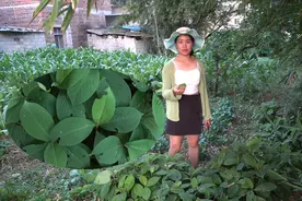 妹子吃鱼被鱼刺卡喉咙，这种草药，一片叶子，就能解决问题了