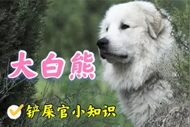 可爱与凶悍并存，犬界金刚芭比大白熊犬了解一下