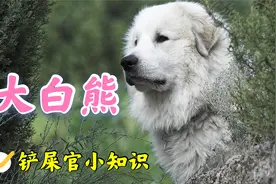 可爱与凶悍并存，犬界金刚芭比大白熊犬了解一下视频封面