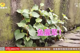 这是真的吗？网传常吃“折耳根”会致癌伤肾，医生：适量服用！视频封面