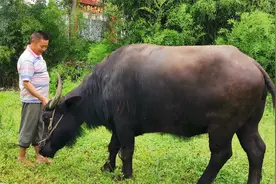 汉中山区大叔租住农村，养印度摩拉水牛犁地挣钱，老牛相伴维生视频封面