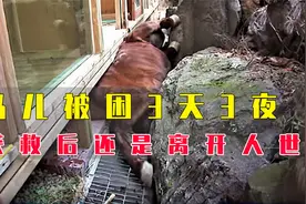 马儿获救后还是离开人世，心大的主人，忍不住哭泣！视频封面